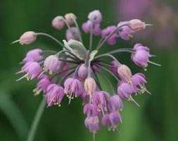 Allium cernuum