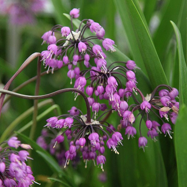 nodding onion bulbs