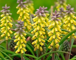 grape hyacinth bulbs