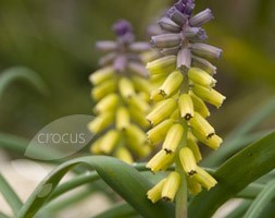 grape hyacinth bulbs