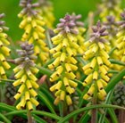 Muscari macrocarpum Golden Fragrance (PBR)
