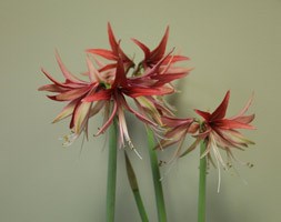 Hippeastrum 'Sumatra' (PBR) (amaryllis Sumatra bulb)