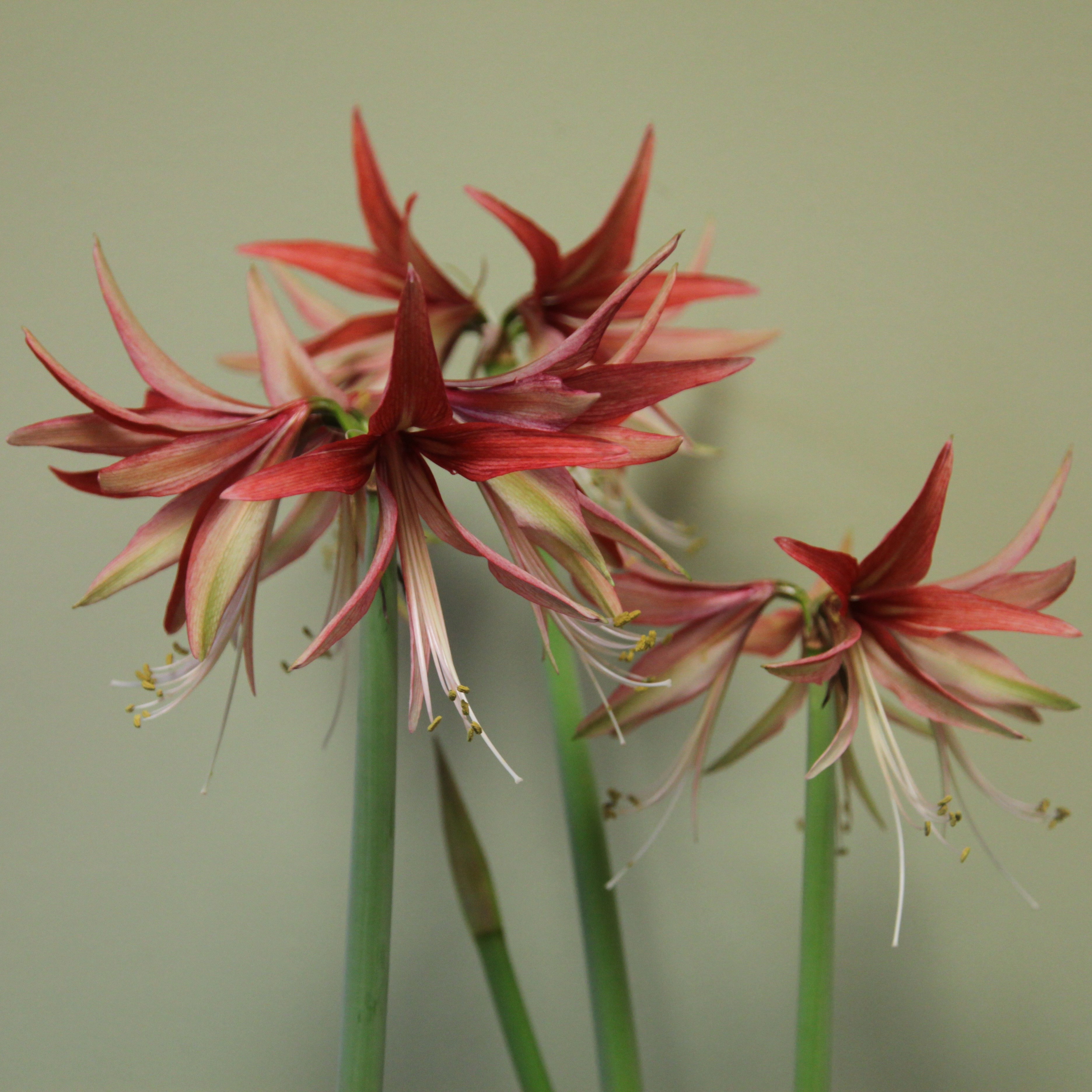amaryllis Sumatra bulb