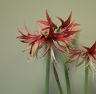 Hippeastrum Sumatra