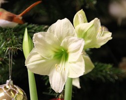 amaryllis Limona bulb