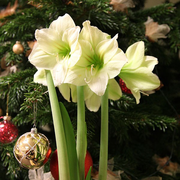 amaryllis Limona bulb