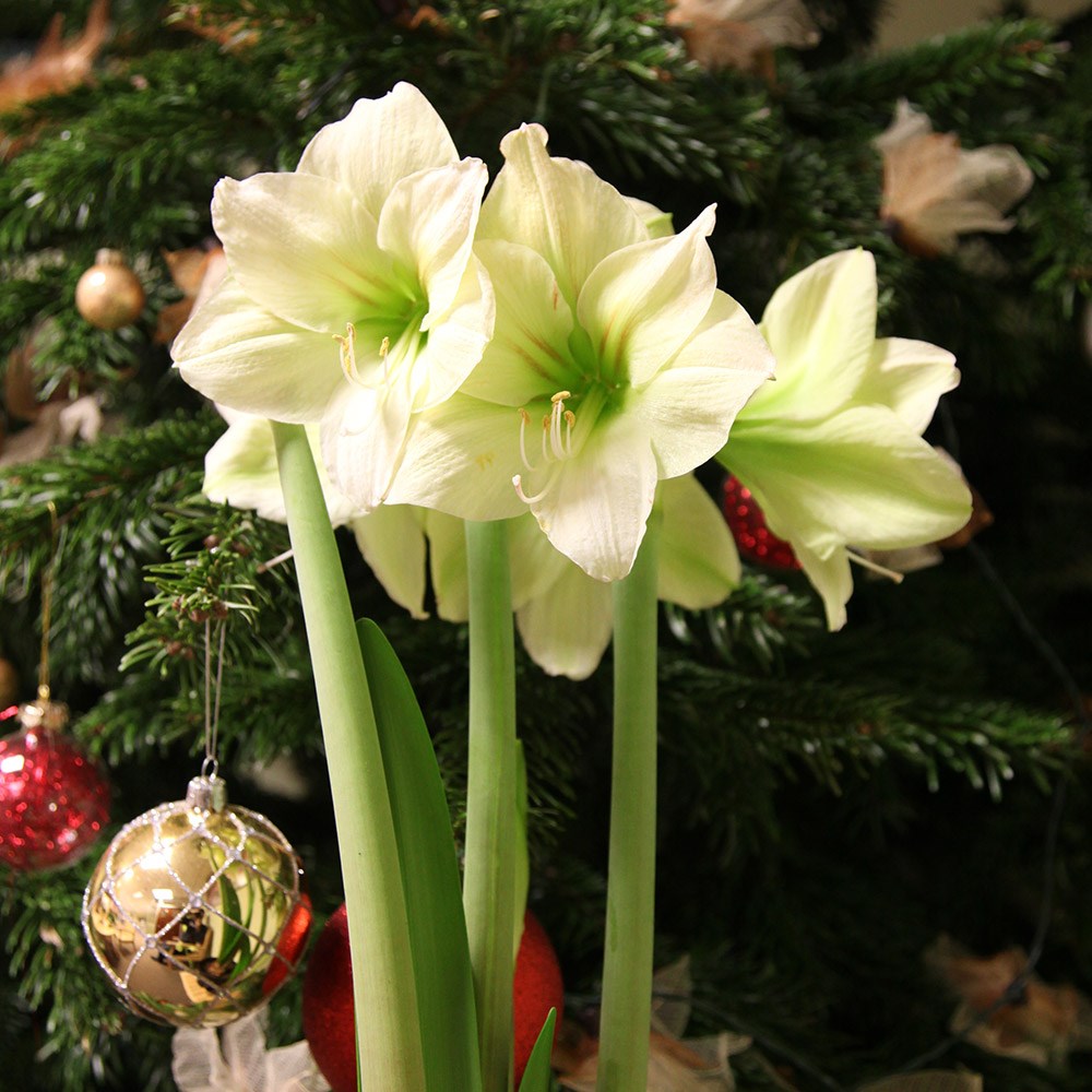 amaryllis Limona bulb amaryllis Limona bulb