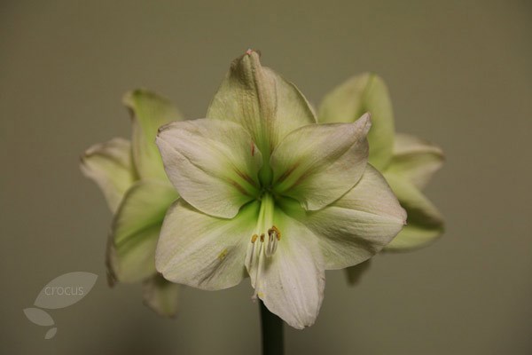 amaryllis Limona bulb amaryllis Limona bulb