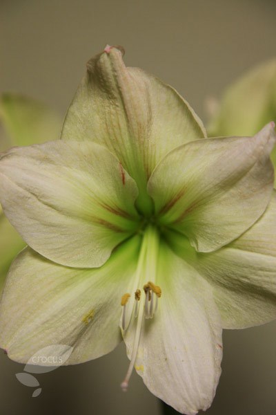 amaryllis Limona bulb amaryllis Limona bulb