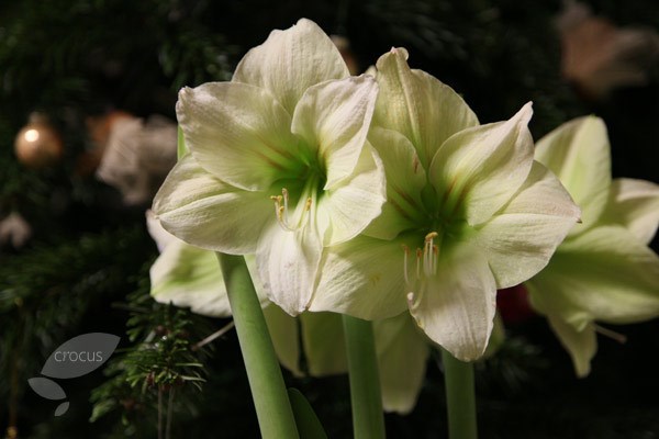 amaryllis Limona bulb amaryllis Limona bulb