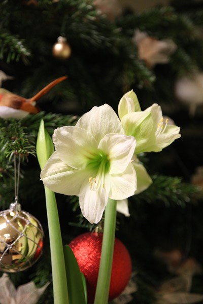 amaryllis Limona bulb amaryllis Limona bulb