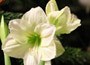 amaryllis Limona bulb