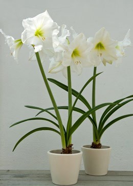 Hippeastrum 'Snow Queen' (amaryllis Snow Queen bulb)