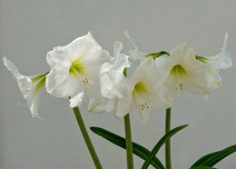 amaryllis Snow Queen bulb