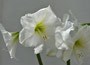 amaryllis Snow Queen bulb