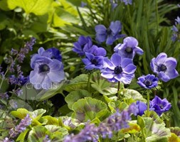 anemone bulbs