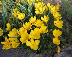 Sternbergia lutea (autumn daffodil bulbs)