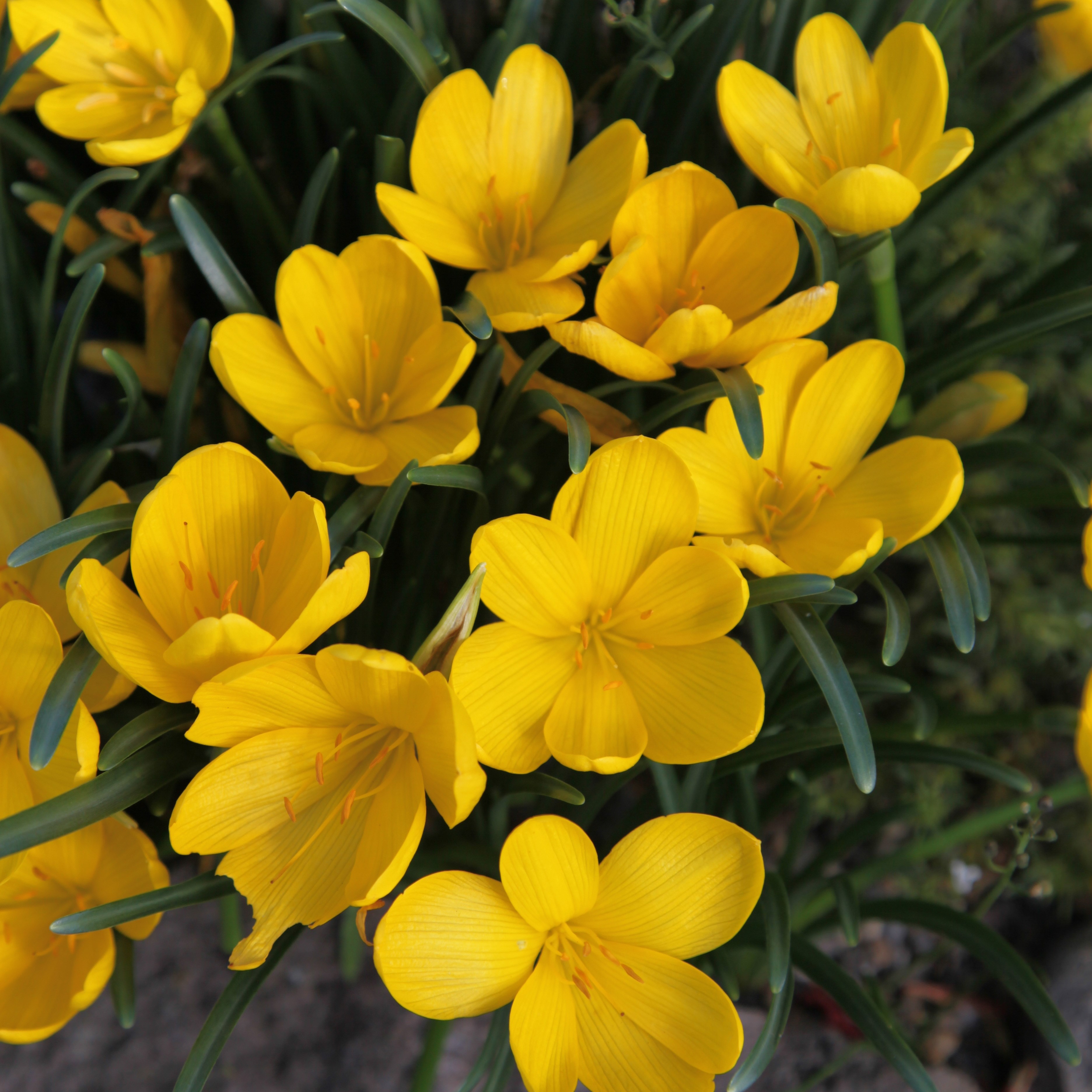 autumn daffodil bulbs