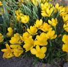 autumn daffodil