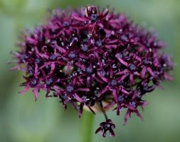 Allium atropurpureum (ornamental onion bulbs)