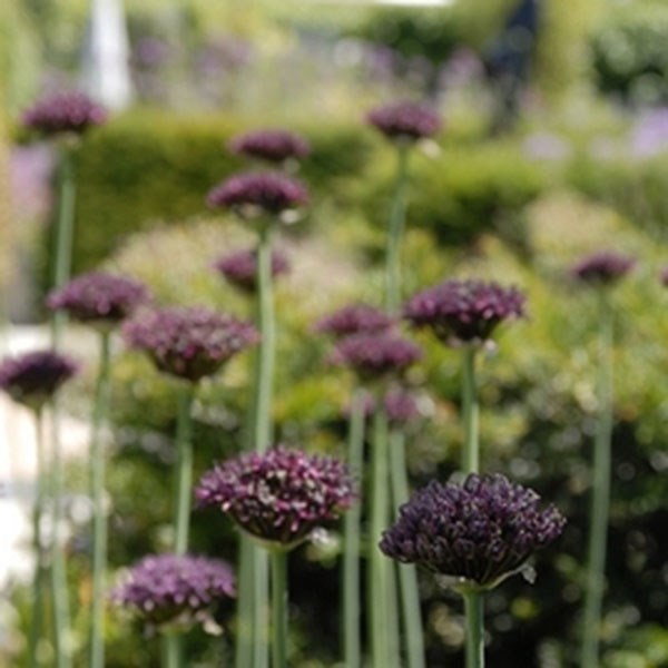 ornamental onion