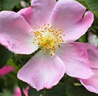 rose (shrub) - 25 plants - 30-40cm