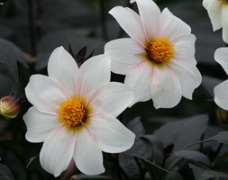 Dahlia 'Twyning's After Eight' (dahlia tuber)