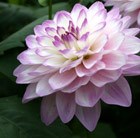 Dahlia 'Blue Wish'