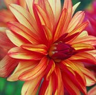 Dahlia Jescot Julie
