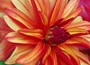 dahlia bulbs