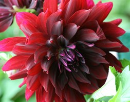 dahlia bulbs