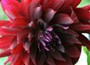 dahlia bulbs