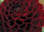 dahlia bulbs