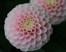 dahlia bulbs