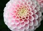 dahlia bulbs