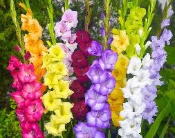Gladiolus mixed colours (gladioli bulbs)