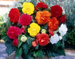 Begonia mixed doubles (begonia bulbs)