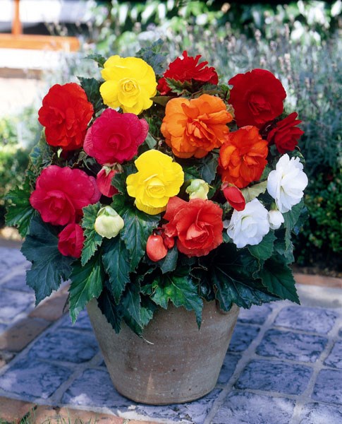 begonia bulbs begonia bulbs