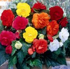 Begonia mixed doubles
