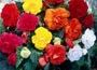 begonia bulbs