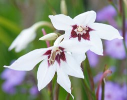 Abyssinian gladiolus (syn acidanthera or callianthus) bulbs