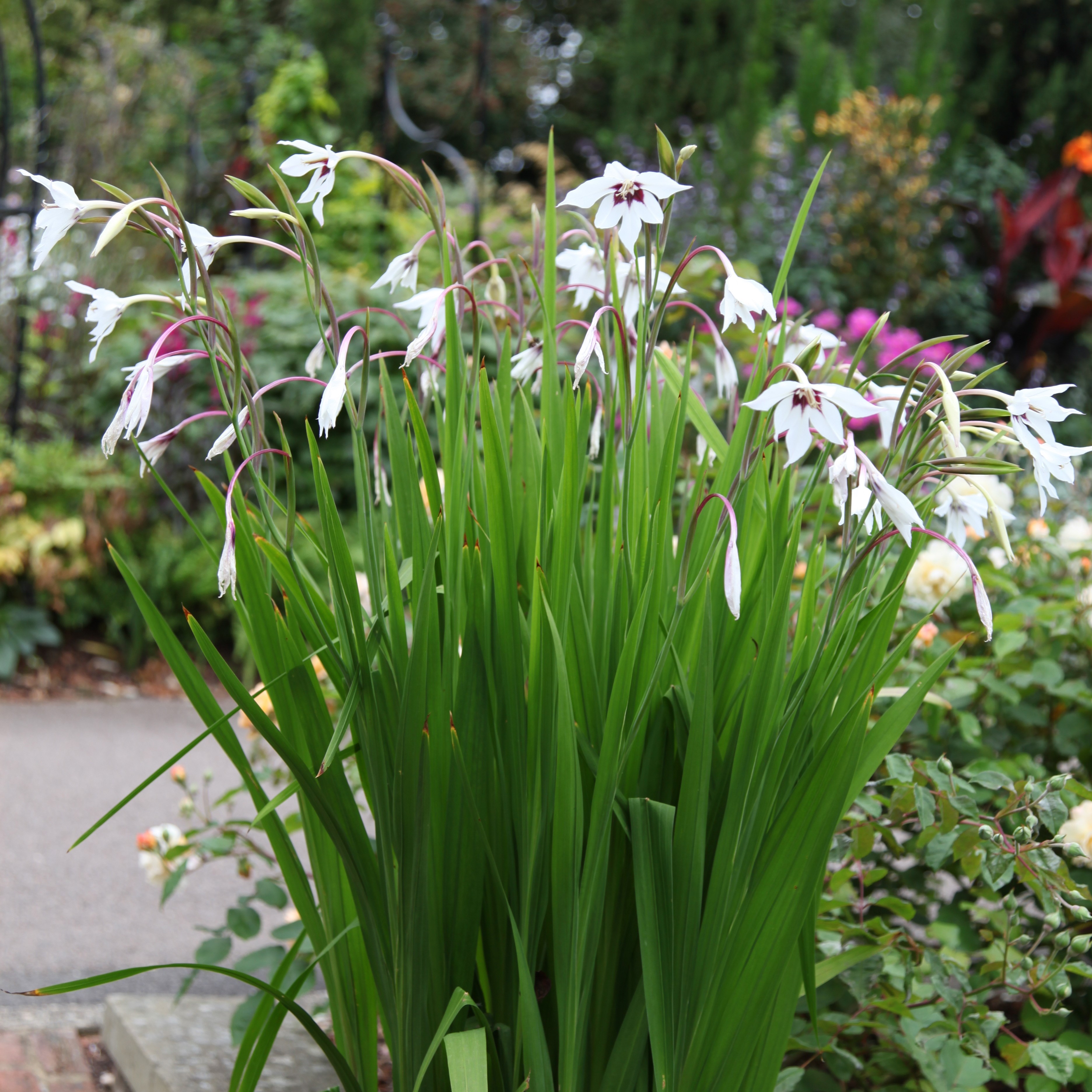Abyssinian gladiolus (syn acidanthera or callianthus) bulbs
