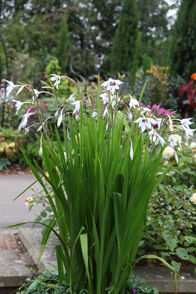 Abyssinian gladiolus (syn acidanthera or callianthus) bulbs Abyssinian gladiolus (syn acidanthera or callianthus) bulbs