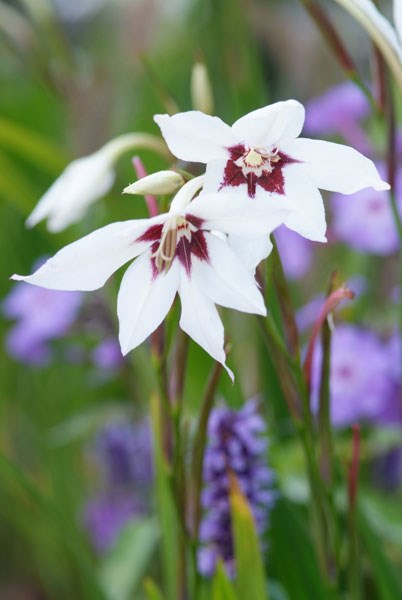 Abyssinian gladiolus (syn acidanthera or callianthus) bulbs Abyssinian gladiolus (syn acidanthera or callianthus) bulbs