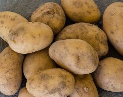 potato 'Swift' (PBR) (potato - first early, Scottish basic seed potato)