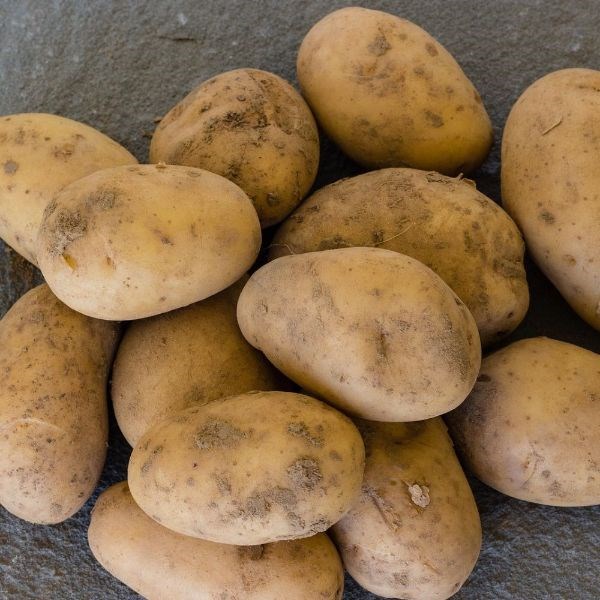 potato - first early, Scottish basic seed potato potato - first early, Scottish basic seed potato