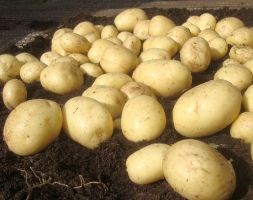 potato 'Casablanca' (PBR) (potato - first early, Scottish basic seed potato)