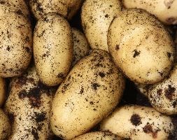 potato 'Charlotte' (potato - second early, Scottish basic seed potato)