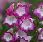Penstemon Pensham Laura