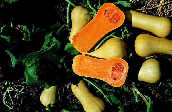 butternut pumpkin butternut pumpkin